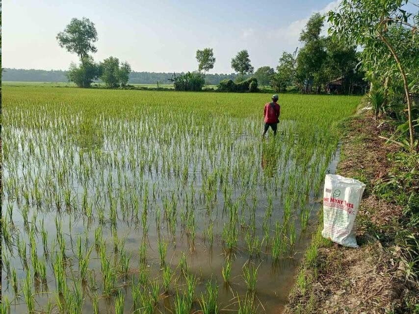 Farmer carrying a Shwe Myay Thee bag in a rice paddy